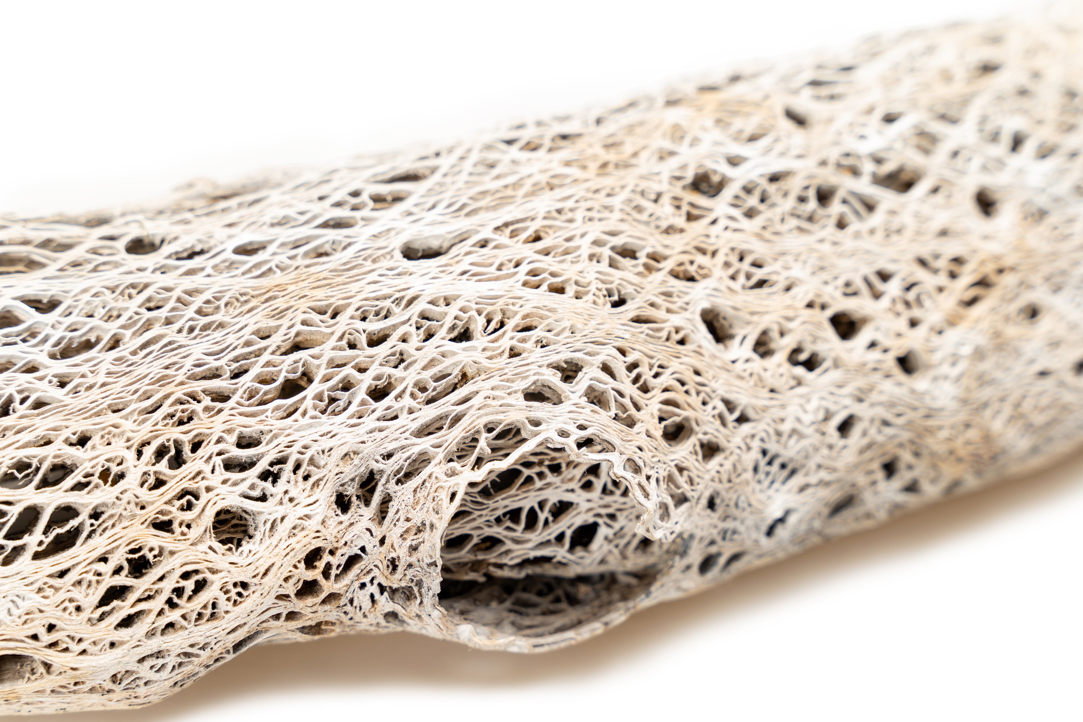 Caktus_trunk_2_Table_Lamp