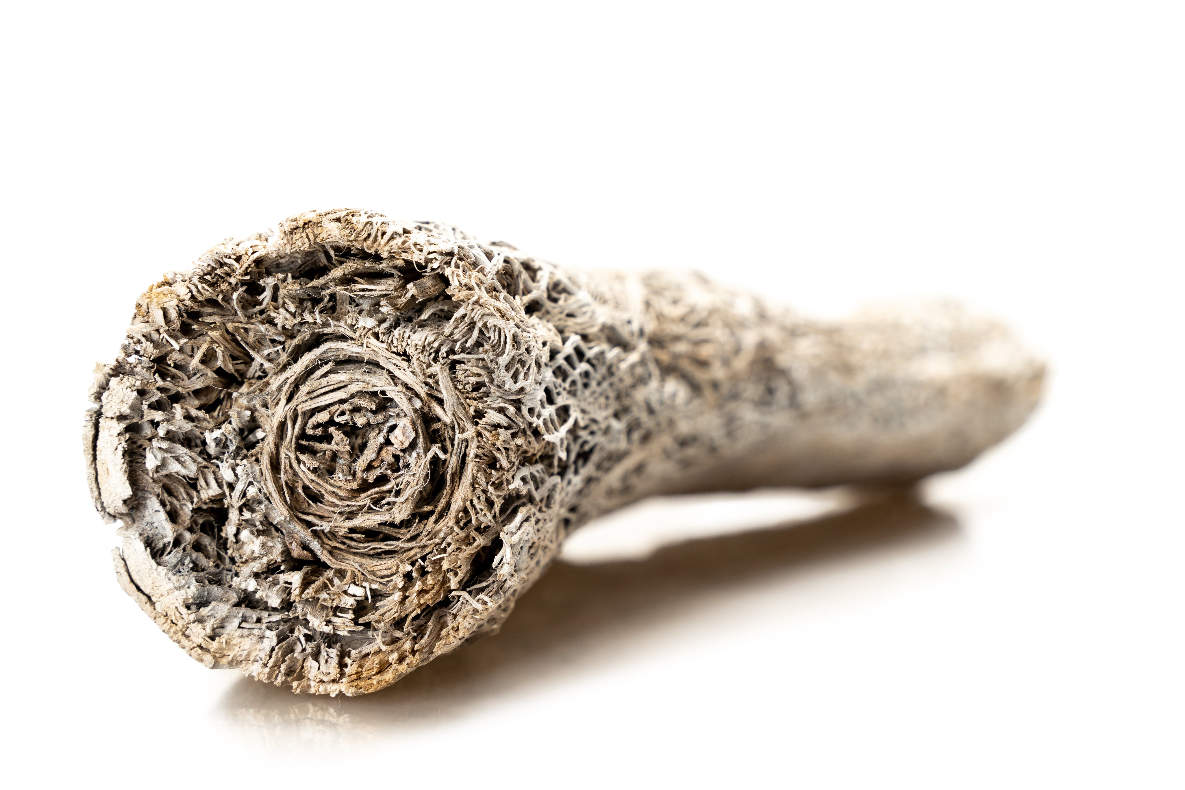 Caktus_trunk_2_Table_Lamp