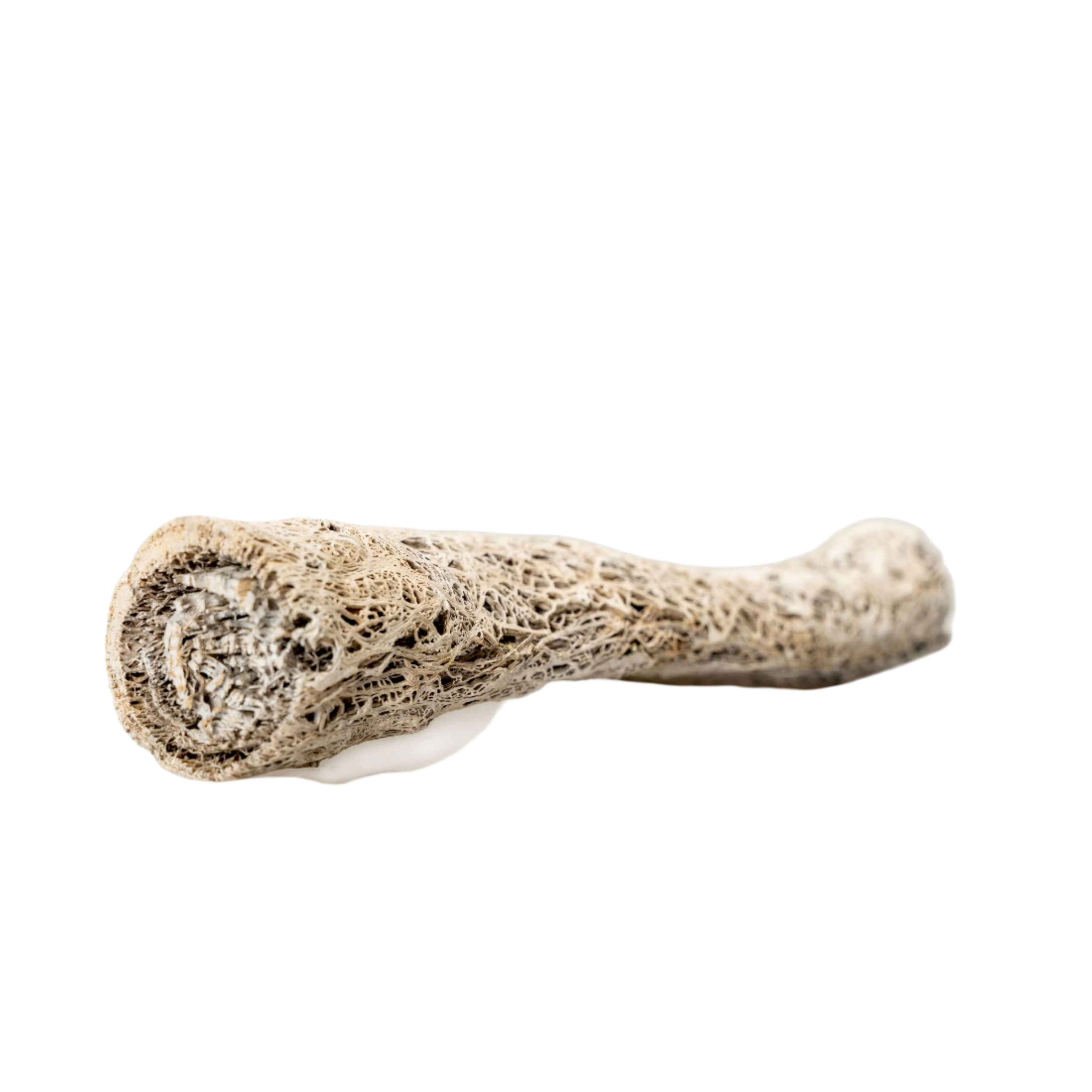 Cactus_Trunk_lamp