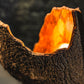 Crown_Table_Lamp_Avocado_Barck_collection_1