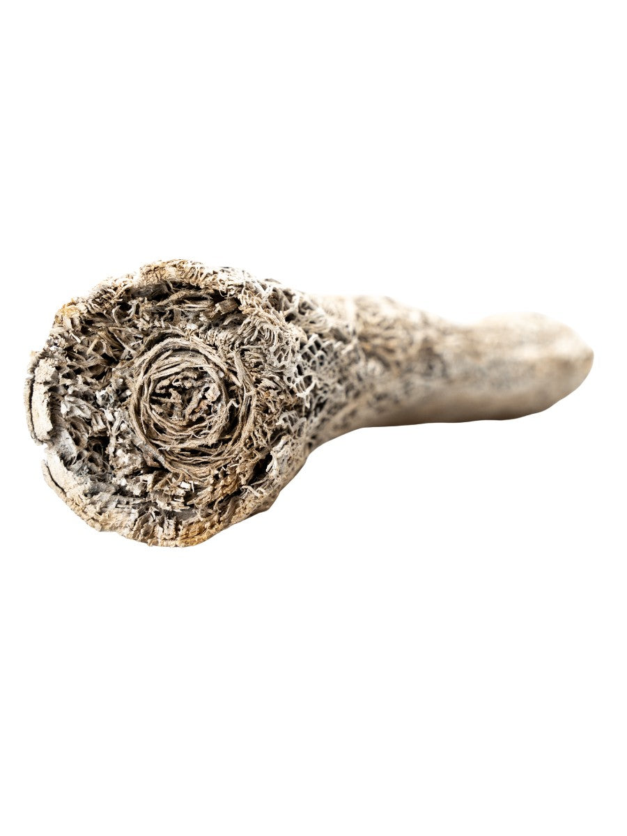 Caktus_trunk_2_Table_Lamp