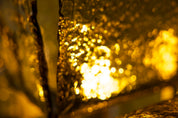 Carlo_Nason_LT_320_“Cactus”_Floor_Lamp_in_Yellow_Murano_for_Mazzega,_Italy_1960s