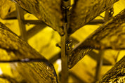 Carlo_Nason_LT_320_“Cactus”_Floor_Lamp_in_Yellow_Murano_for_Mazzega,_Italy_1960s