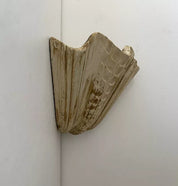 Set_of_2_Shell_Wall_Sconces_in_Patinated_Plaster,_France_1940s